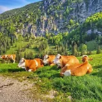 Апартаменты Deer *