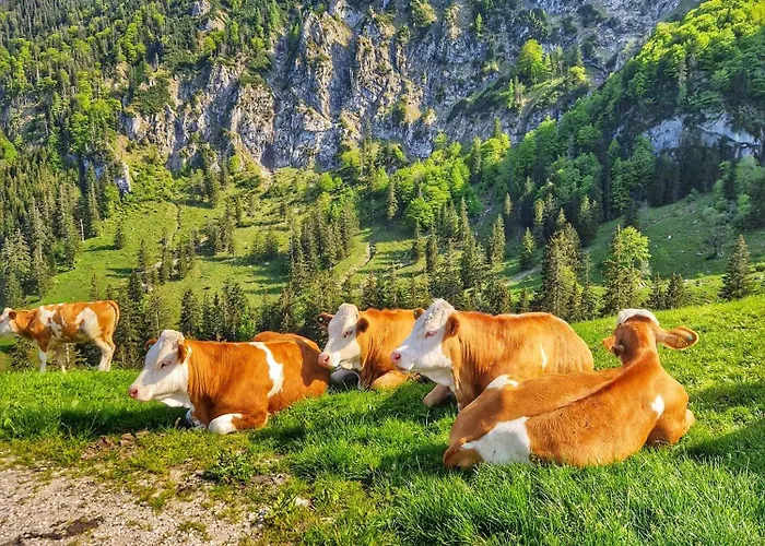 Апартаменты Deer *